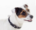 Dingo Leather Dog Collar 1.0x33cm, black
