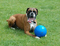 Boomer Ball S - 4" / 11cm, blue
