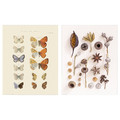 BILD Poster, butterfly and seed collection, 40x50 cm