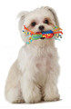 Petstages Mini Dog Cool Chew