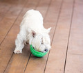 LickiMat Wobble Deep Bowl for Dogs, soft, turquoise