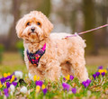 CHABA Dog Harness Guard Story M 1.6cm, marigold