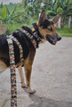 Dingo Adjustable Dog Collar City - Chiapas 4.0/75cm