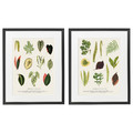KNOPPÄNG Frame with poster, collage of leaves, 40x50 cm