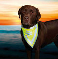 Safety Dog Bandana XS/S 22-28cm