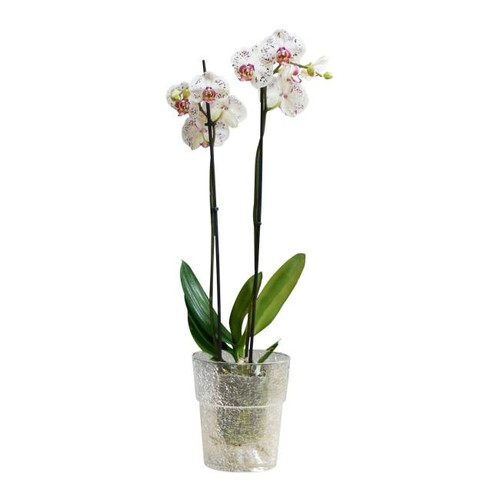 Plant Pot Cover for Orchids Fantasy, glass, indoor, 15cm