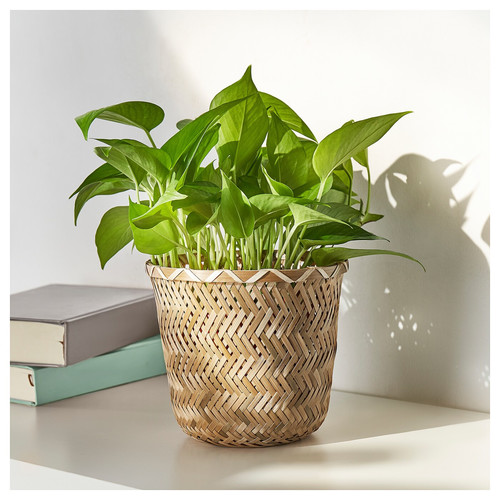 KLYNNON Plant pot, handmade bamboo, 15 cm