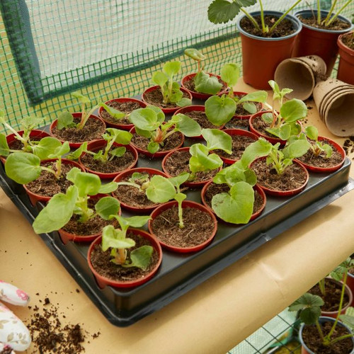 Verve Seed Pots 20pcs with Tray