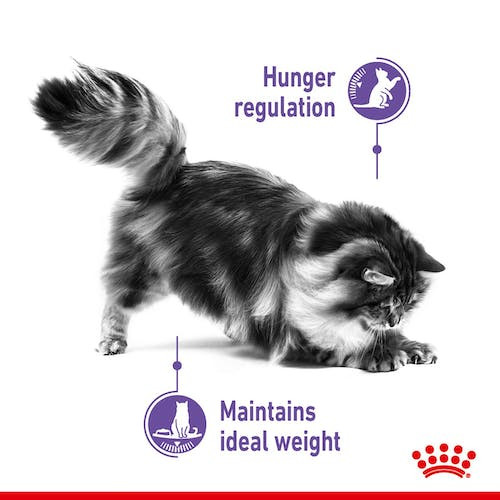 Royal Canin Appetite Control Care Cat Wet Food in Gravy 85g