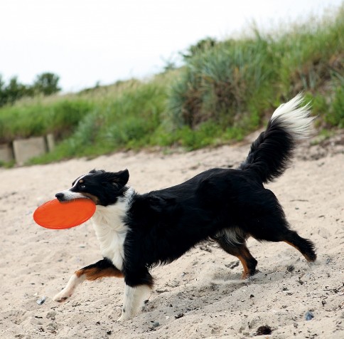 Trixie Dog Disc Frisbee TPR 18cm, assorted colours