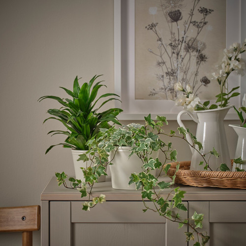 KÖRSBÄRSBJÖRK Plant pot, light grey/beige, 12 cm