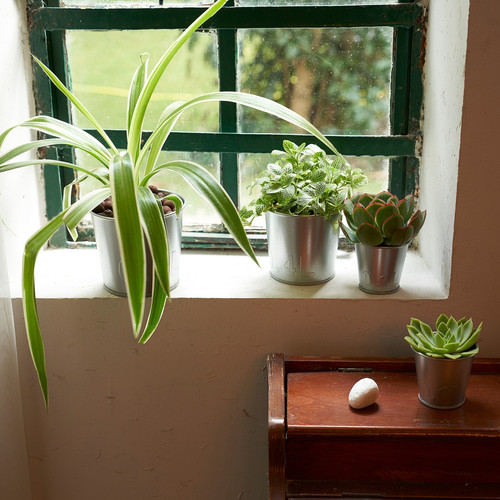 ÅKERBÄR Plant pot, in/outdoor/galvanised, 6 cm