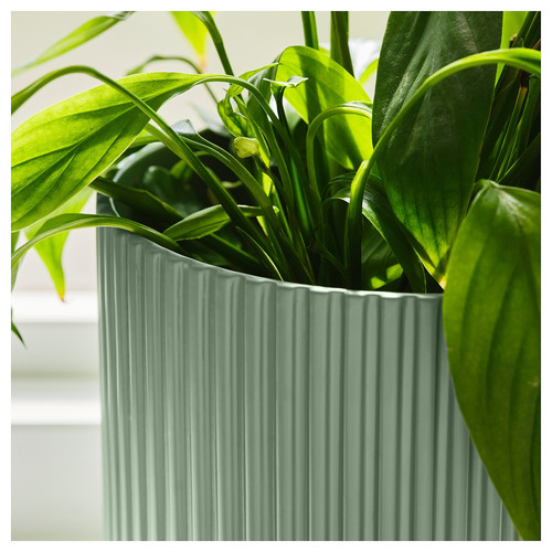 DAKSJUS Plant pot, light green, 15 cm